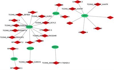 Functional analysis of differently expressed ferroptosis-related genes in patients with mitral valve prolapse